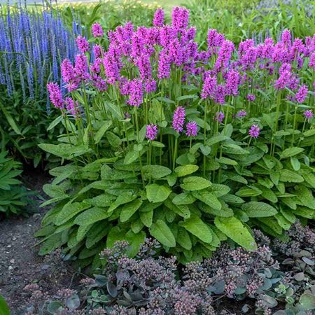 100pcs Nepeta Plant Seeds Pink