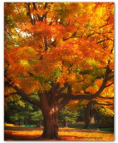 Impression d'arbre d'automne ZUKIY chêne lumineux sans cadre pour salon