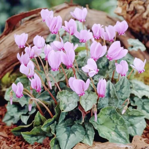 ciclamino primi semi biologici reali giardino interni decorazione selvatica balcone tagliati semi 120pcs