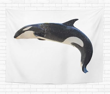 Amazon Co Jp タペストリーブルージャンプ跳躍シャチオルカオルシヌスホワイトイルカホーム装飾壁掛けタペストリーリビングルーム寝室寮 0x150 Cm Generic Amazon Co Jp タペストリーブルージャンプ跳躍シャチオルカオルシヌスホワイトイルカホーム装飾壁掛けタペストリーリビングルーム寝室寮 0x150 Cm Generic