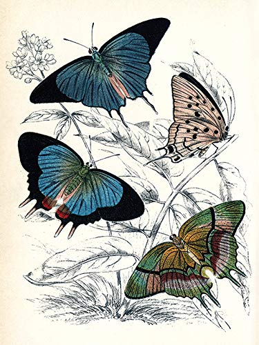 Piddix Butterflies Canvas, Multicolour, 30 x 40cm