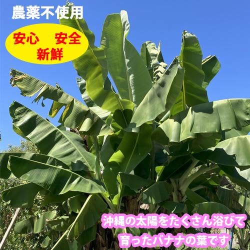 Amazon｜沖縄県産 生バナナ葉(5枚)長さ約85cm-130cm幅約40cm-60cm