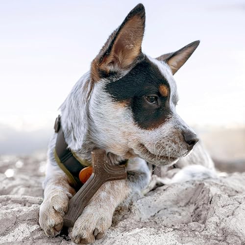 Benebone Puppy Unzerstörbare Hundekauspielzeug Geschenkbox für aggressive Kauer mit Querlenker, Fischgräten, Stock & Zaggler, lang anhaltende Langeweile Brecher, Aromen, für Welpen,