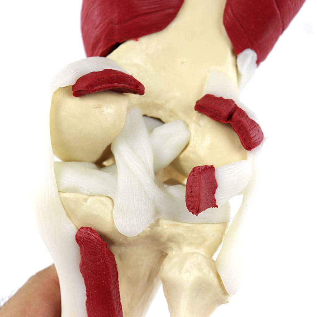 Model anatomiczny stawu kolanowego człowieka - materiał PVC Umięśniony model anatomiczny stawu kolanowego Model kości nogi człowieka - do materiałów medycznych Pomoc dydaktyczna do celów medycznych