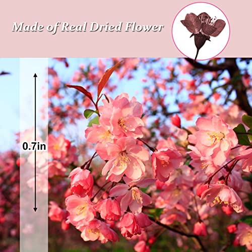 Flores de Cerezo Secas Prensadas, 60 PCS Naturales miniatura 2