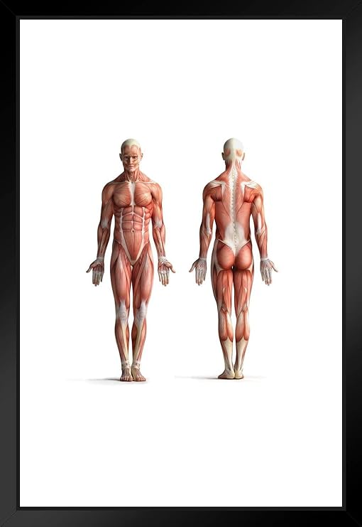 Poster Foundry Male Human Anatomy Muscles Diagram Chart Matted Framed Wall  Art Print 20x26 inch