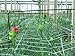 TENAX Hortonova Trellis 6.5x100 White Net