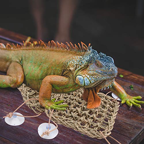 POPETPOP Rede- Dragão Barbudo Espreguiçadeira Escada Dragão Barbudo Lagarto Réptil Acessórios para G