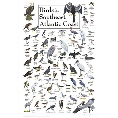 Earth Sky + Water Poster - Birds of the Southeast Atlantic Coast
