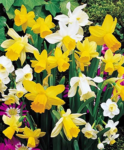 Rock Garden Daffodil Mix - 25 Bulbs - Stunning! - 12/14 cm Bulbs