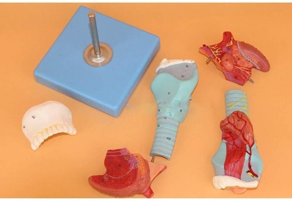 Model ludzkiego gardła, model anatomiczny krtani naturalnej wielkości | Model kości jamy ustnej i mięśni krtani, Model jamy ustnej, krtani i nosogardzieli, do badań medycznych w klasie