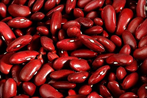 Bean Seeds - (PKD) Dark Red Kidney Bean Seeds Fresh Seed Quantity: 50+ Seed