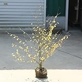 庭木・生垣：日向水木（ひゅうがみずき）ヒュウガミズキ 姫水木 *樹高70ｃｍ 幅60ｃｍ