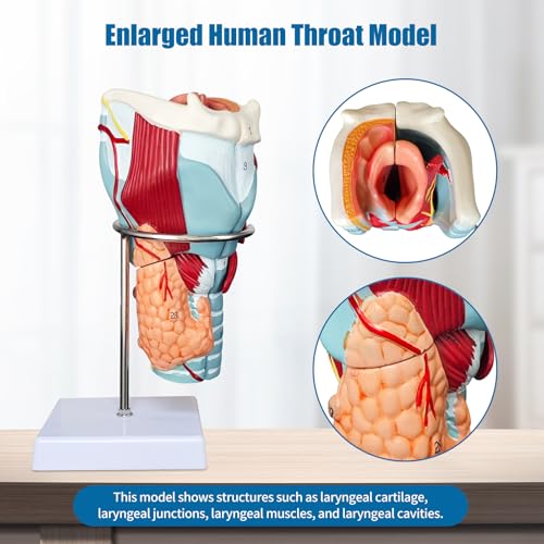 Image of 2X Enlarged Human Throat Model,5 Parts Human Larynx 3D Anatomy Model Laryngeal Muscles Cavity Bone with Labeled Numbered Product Manual Card and Removable PVC Base for Medical Education Study