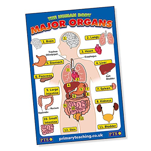 Image of 1 The Human Body Early Years KS1 Science Nursery Childrens Pupils Teachers Classroom Display Poster A2 Primary Teaching Services