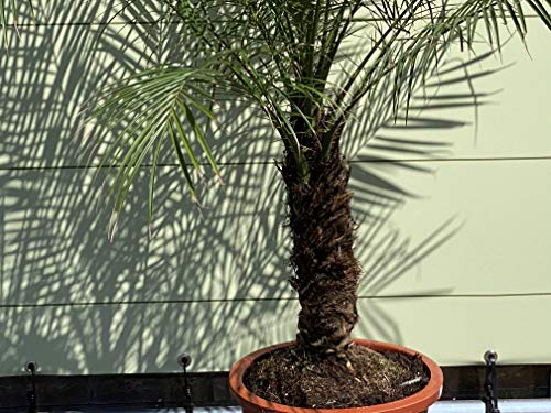 Phönix Roebelenii stamhoogte 20-30 cm - A+ - Afbeelding 3