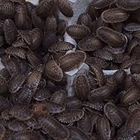 Amazon | feedbase デュビア Sサイズ 1.0～1.5cm 1,000匹 アルゼンチン