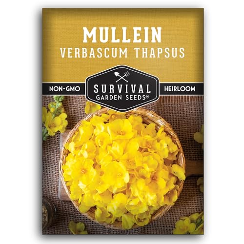 Mullein Seeds for Planting - Verbascum Thapsus Medicinal Biennial Herb with Tall Yellow Flowers - Heirloom Non-GMO Open Pollinated Pollinator Friendly - Survival Garden Seeds (1 Pack)