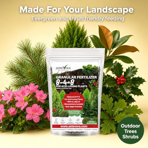 Image of ASTEVORA Evergreen Fertilizer - All-Purpose Granular Plant Food for Outdoor Trees and Shrubs, Azaleas, Magnolias, Pines & Arborvitae - Slow-Release Formula (4 quarts)