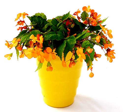 POWERS TO FLOWERS - BEGONIA PAPAYA, IN VASO CERAMICA GIALLA A CERCHI CONCENTRICI, pianta vera