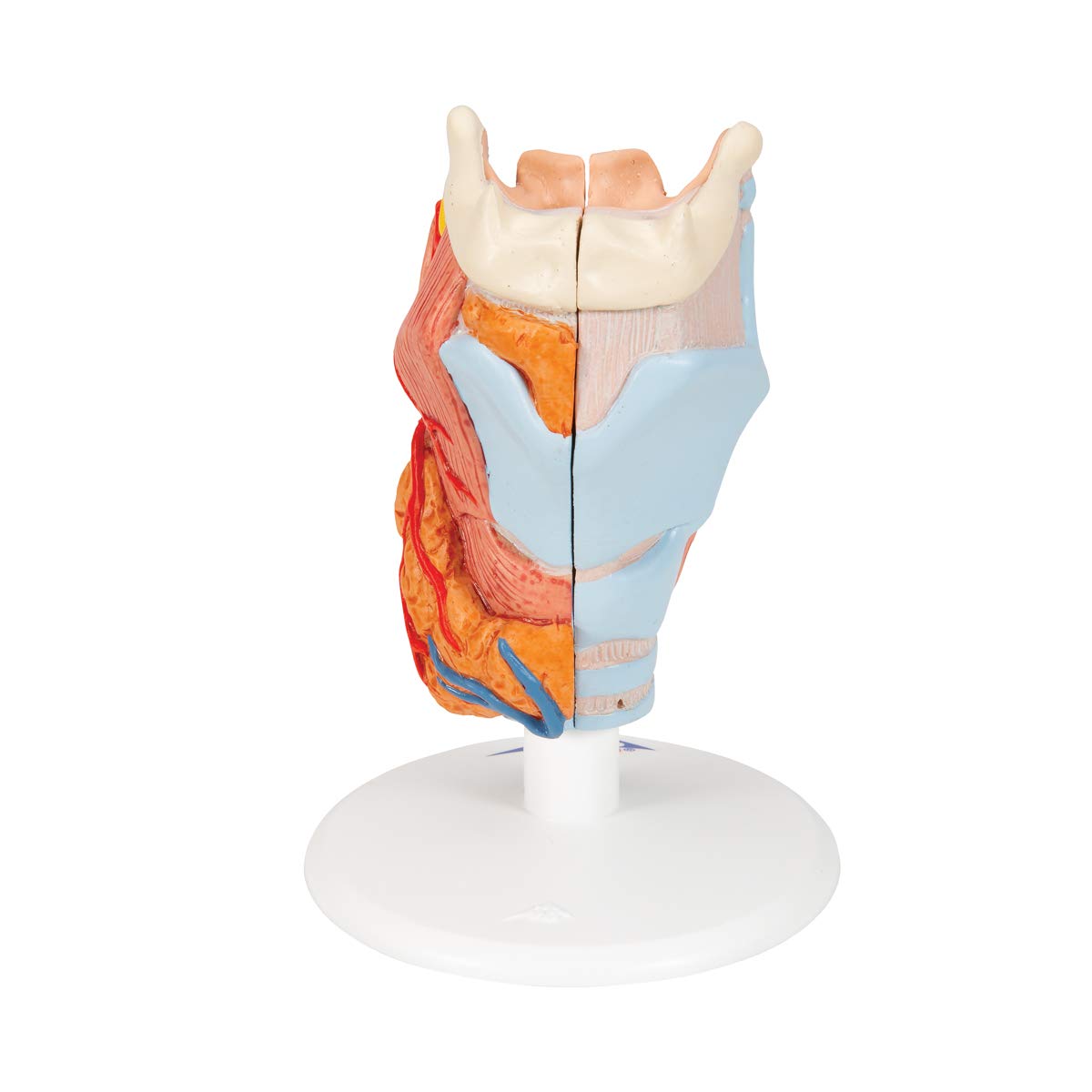 3B Scientific G22 Modello di Anatomia Umana Laringe, in 2 Parti + software gratuito di anatomia - 3B Smart Anatomy