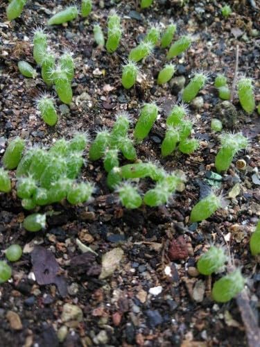 Image of Washed Cinder For Adeniums, Succulents, Cactus & More. (950 Grams, 2-8 Mm)