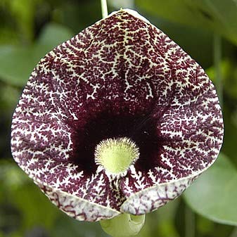 Amazon.co.jp: 【種子】Aristolochia Elegansアリストロキア