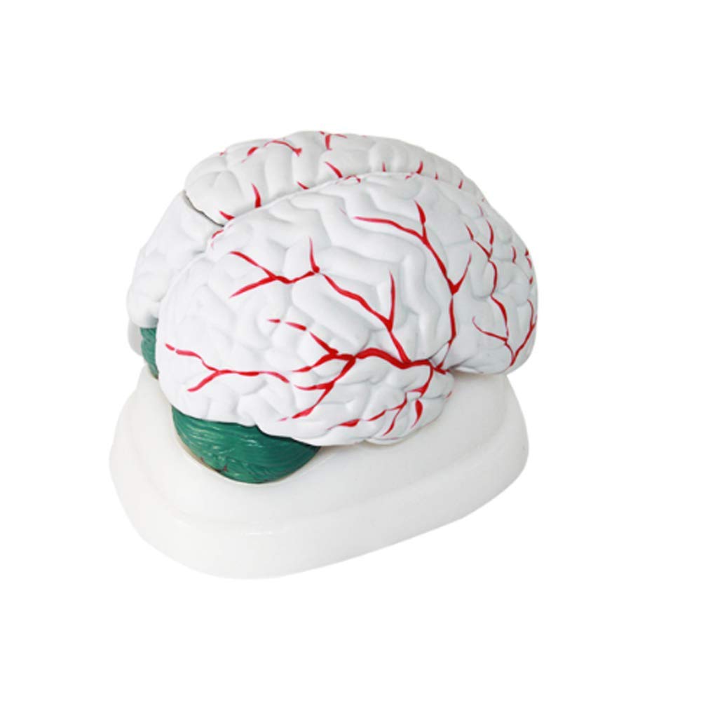 DFJU Educational Model Human Brain Anatomical Model - Anatomy Brain Cerebellum Brainstem Organ Dissection Model 3 Parts for Medical School Teaching Aids Display Lab Equipment