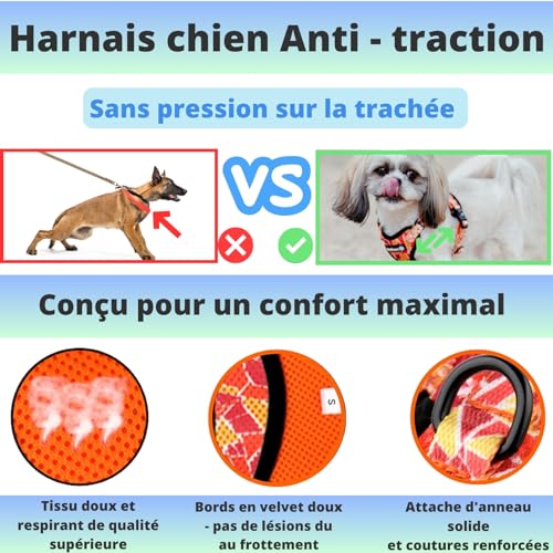 Harnais et Laisse pour Chien Chiot Chat. Harnai Réglable Original Arnet Anti Traction Coffret Cadeau pour Les Chiens de Petite Taille comme Bichon Léger Souple Solide (S, Orange) Poids Idéal 3-7,5kg - Image 3