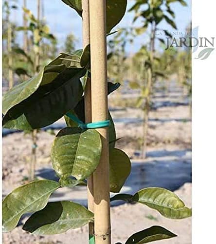 Suinga - Pack 25 x Tuteur en bambou laminé 180 cm, diamètre 14-18 mm - Jardin