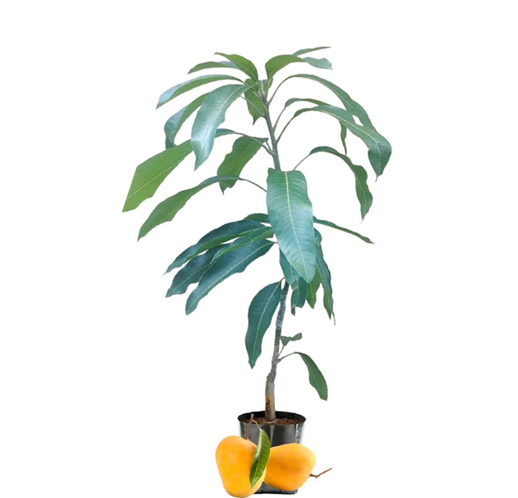 IXORA Himsagar All Time Variety Grafted Mango Aam Fruit Live Plant & Tree(1.5-3 Feet Size)