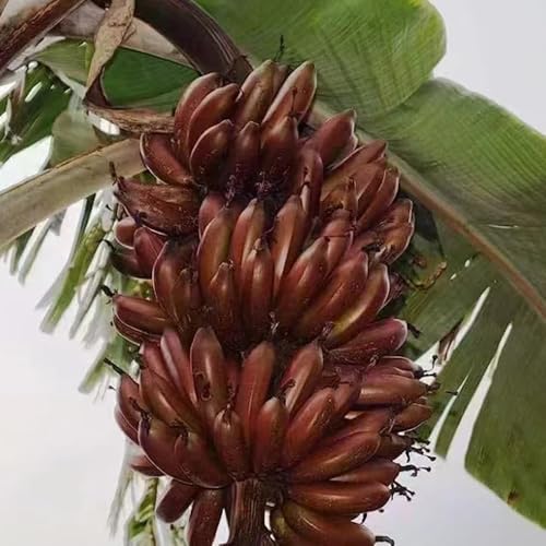 bananenbaum winterhart, bananen - kaufen bio für garten deko 50samen