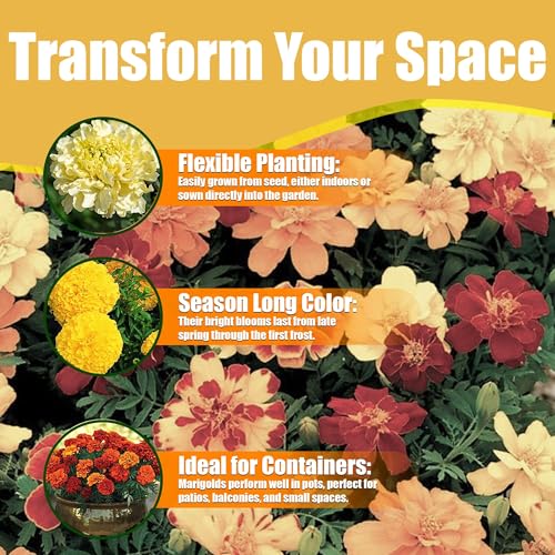 Park Seed Inca II Hybrid Mix Marigold Flower Seeds – 3–4 Inch Double Blooms in Primrose, Yellow, Gold & Orange, Early Blooming, Weather-Resistant Compact Plants – Pack of 25