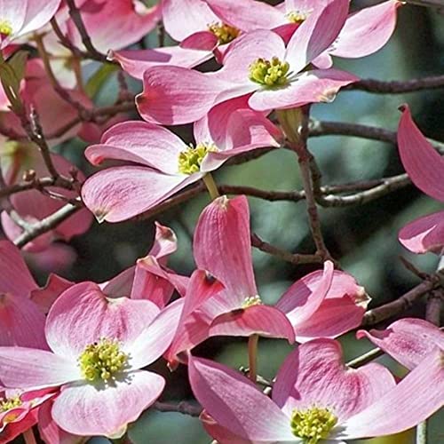 Stellar Pink Flowering Dogwood Tree - 1 Gallon, 3'-'5ft Tall