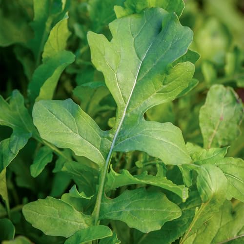 Burpee Rocket Arugula Seeds - Fast-Growing, Peppery Salad Greens