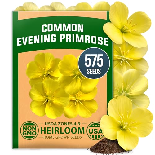 HOME GROWN Evening Primrose Seeds for Planting Oenothera Lamarckiana 575 Heirloom Non-GMO Wildflower Seeds 0.3g Yellow Blooms Drought Tolerant Pollinator Garden Zones 49