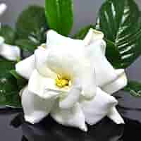 Amazon.com : Set 2 of Cape Jasmine Plant Indoor Live, 3 to 5