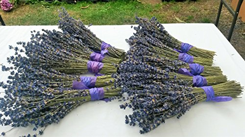Findlavender Lavender Bundles 14" - 16" Long, 100% Natural Dried Lavender, for Home Decoration, for Home Fragrance, for Any Event, 10 Bundle Pack - Thumbnail 2