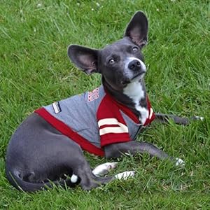 Pets-First-Hoodie-for-Dogs-Cats-NFL-Football-Licensed-Dog-Hoody-Tee-Shirt-Large-Sports-Hoody-T-Shirt-for-Pets-Licensed-Sporty-Dog-Shirt-ARZ-4044-LG - Cucciolini Doodles   Pets-First-Hoodie-for-Dogs-Cats-NFL-Football-Licensed-Dog-Hoody-Tee-Shirt-Large-Sports-Hoody-T-Shirt-for-Pets-Licensed-Sporty-Dog-Shirt-ARZ-4044-LG