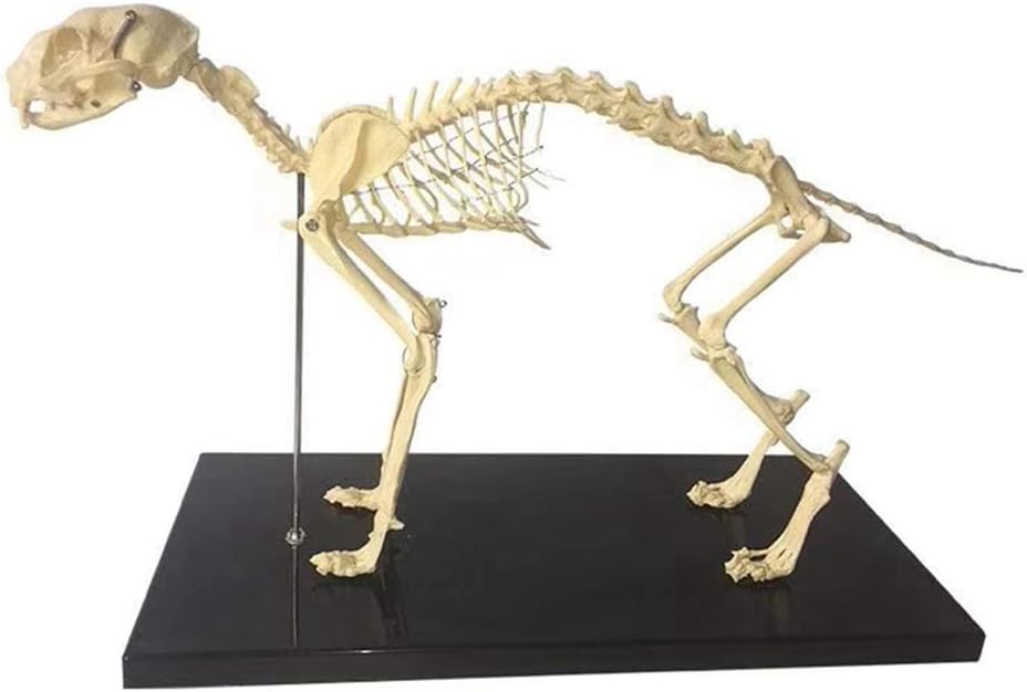 Professional Educational Model Cat Skeleton Anatomical