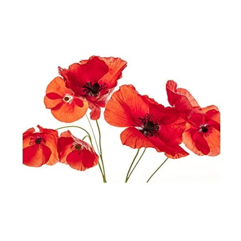 Wee Blue Coo Photo Nature Flower Poppy Heads Red Petals Wall Art Print