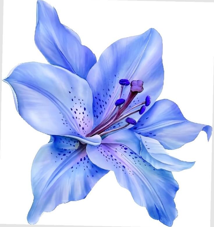 Mix Lily Bulbs UK, Lilies Rhizome for Planting, Hardy Perennial, Excellent Display, Natural Organic-8 Rhizome-F