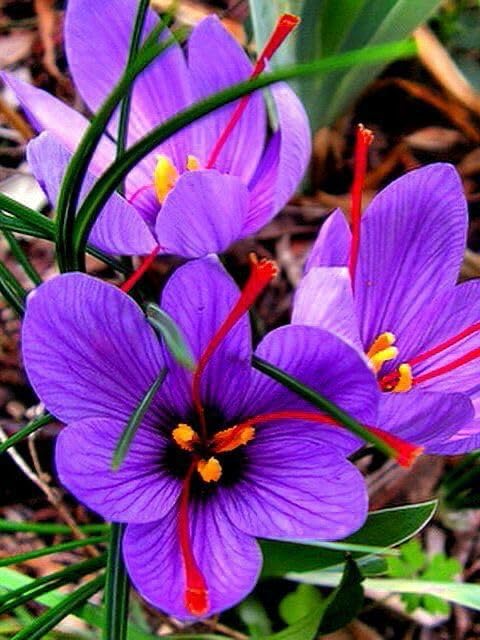 Radha Krishna Agriculture® Saffron Flower Bulbs | Kesar Flower Bulbs for Home and Gardening (Pack of 2 bulbs) - Image 4 thumbnail
