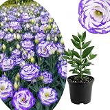 White Blue Lisianthus Plant, Eustoma Lisianthus Flowers in Pot, 3-5'' Tall