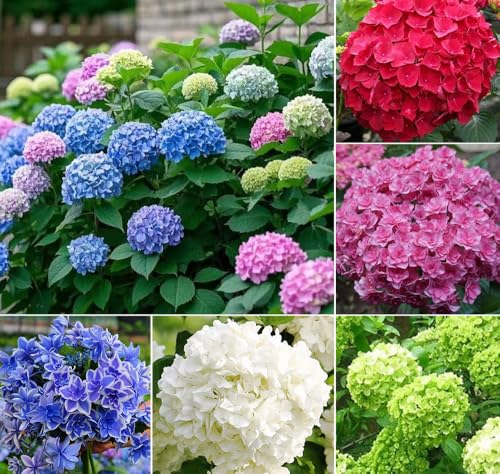 30+ Mixed Hydrangea Seeds Vibrant Blooms Bush Flowers Garden Planting