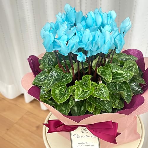 \̔ tVN u[ 5 bsOt Ε ~Mtg v[g A  12{ȍ~