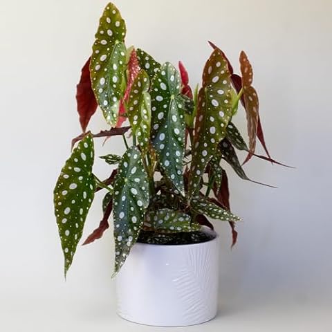Real Polka Dot Begonias in 13cm Pots Cover