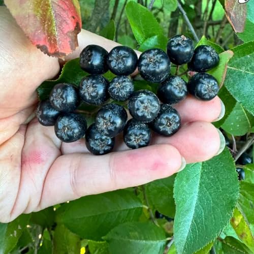 Semi di aronia, bacche di aronia, vecchie varietà Cespuglio bacche, frutteto raro da balcone esotico nera, comprare da frutto frutto colonnare colonnari 200pcs