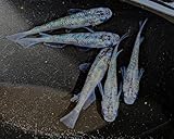 白ブチラメサファイア #改良メダカ 白ブチラメサファイア 5匹メダカ水槽 メダカ種類 メダカの飼い方室内 メダカの飼い方 メダカの飼い方屋外