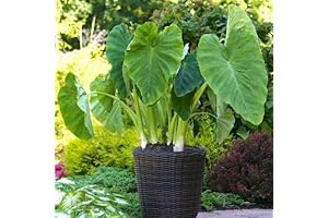 Set of 3 Elephant Ear Plant Bulbs: Transform Your Landscape with Bold Tropical Vibes